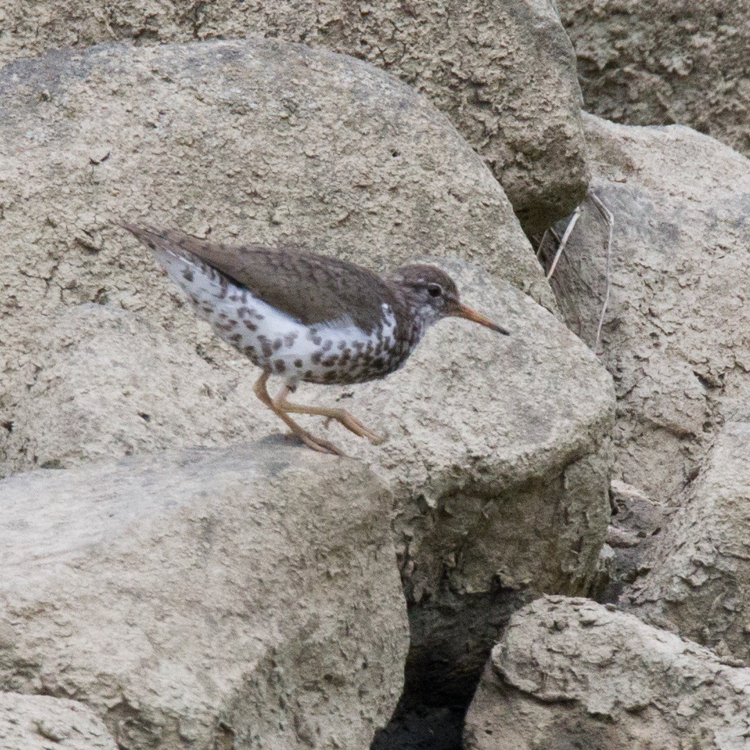 Spotted Sandpiper - Brad Imhoff