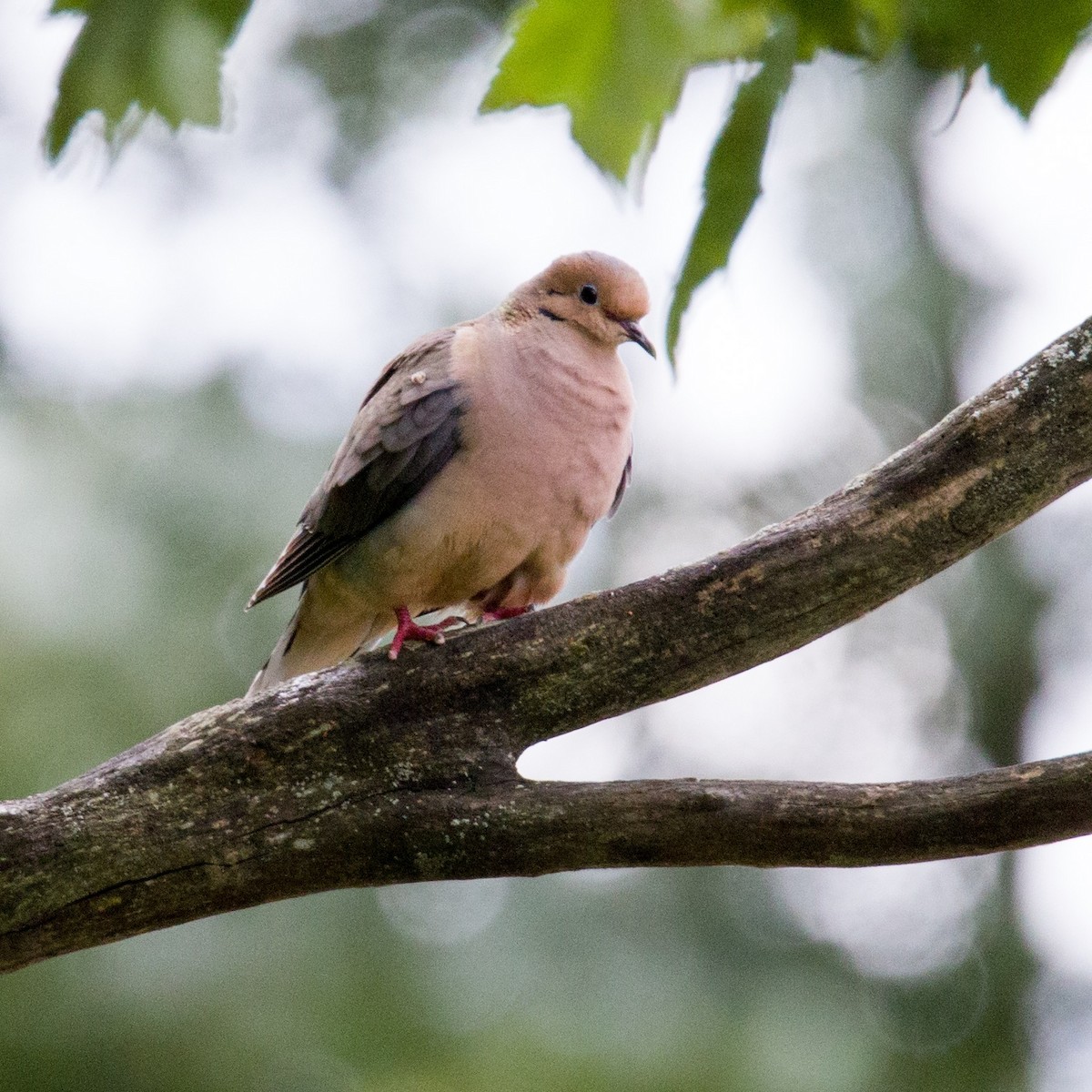 Mourning Dove - Brad Imhoff
