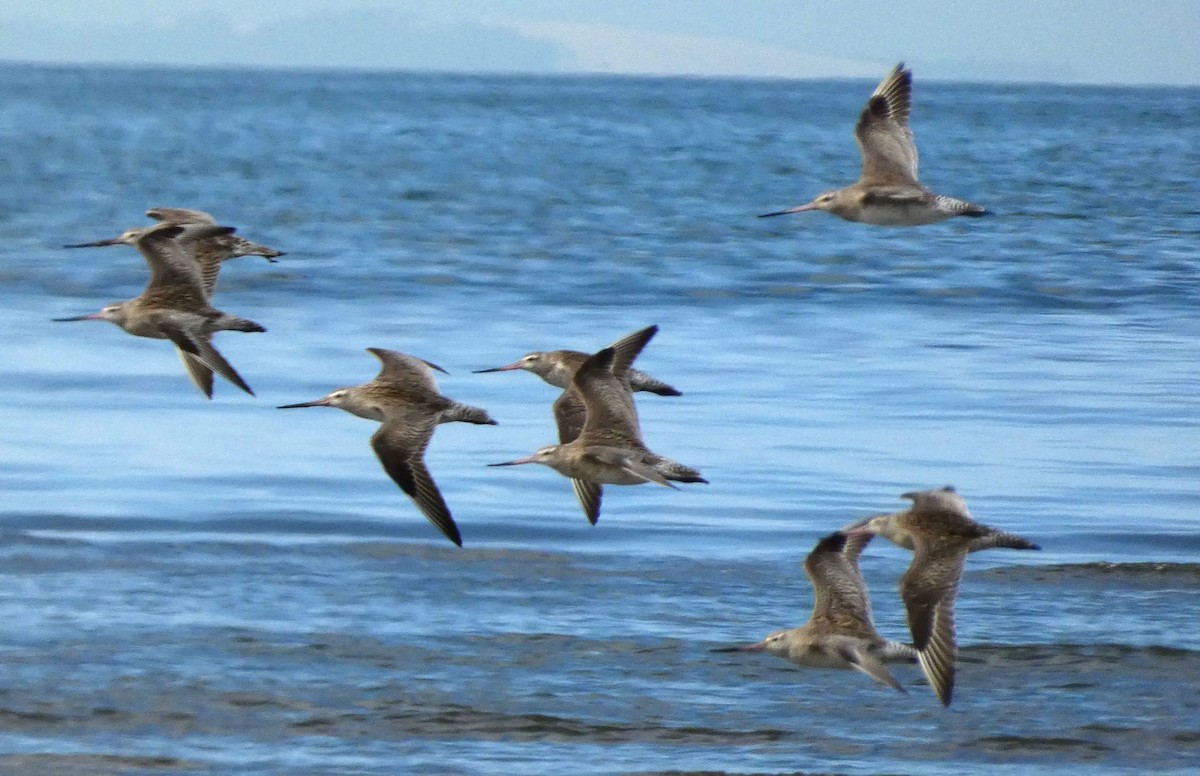 eBird Checklist 31 May 2024 Flinders Pde, Brighton 6 species