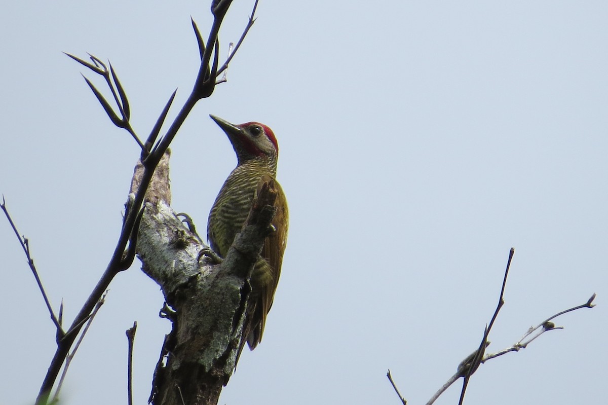 Golden-olive Woodpecker - Adalberto B. Lucas