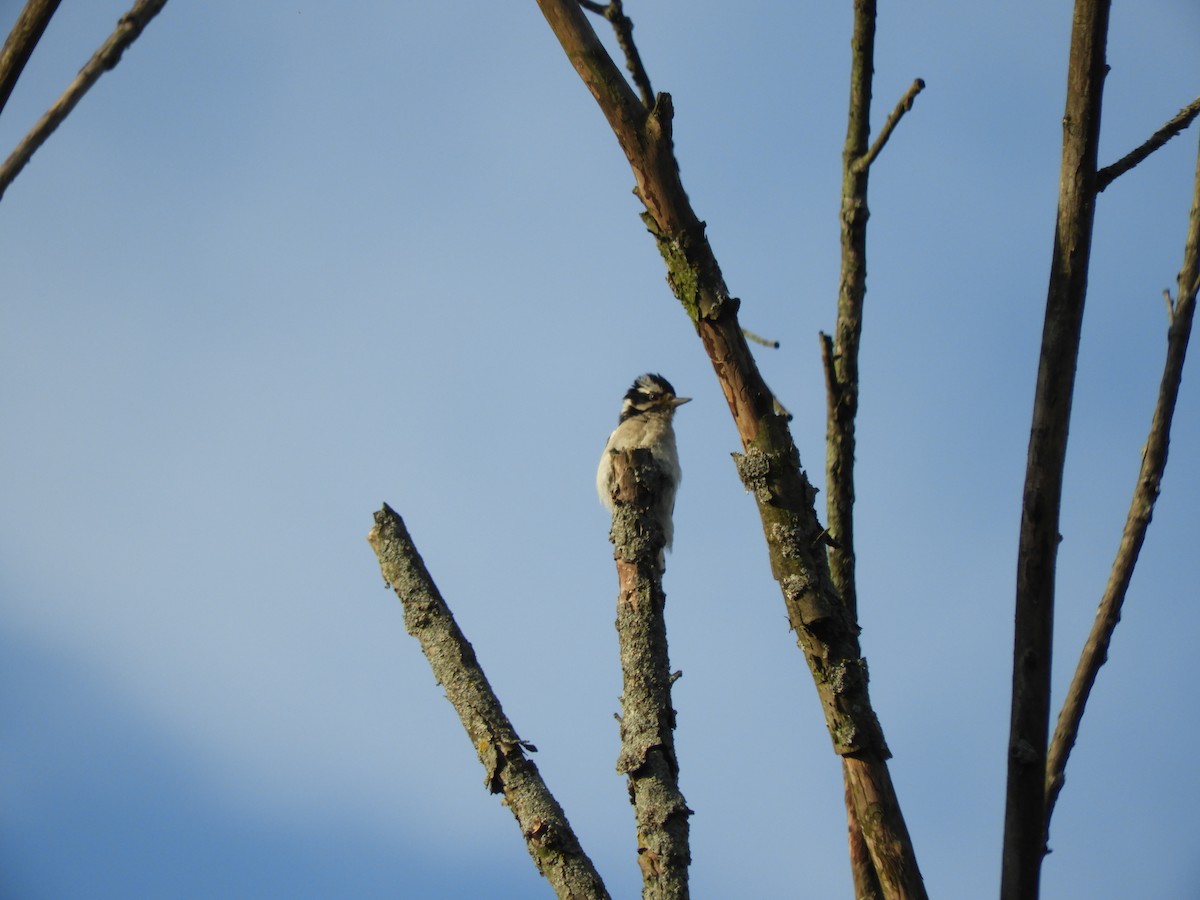 Downy Woodpecker - ML61984561