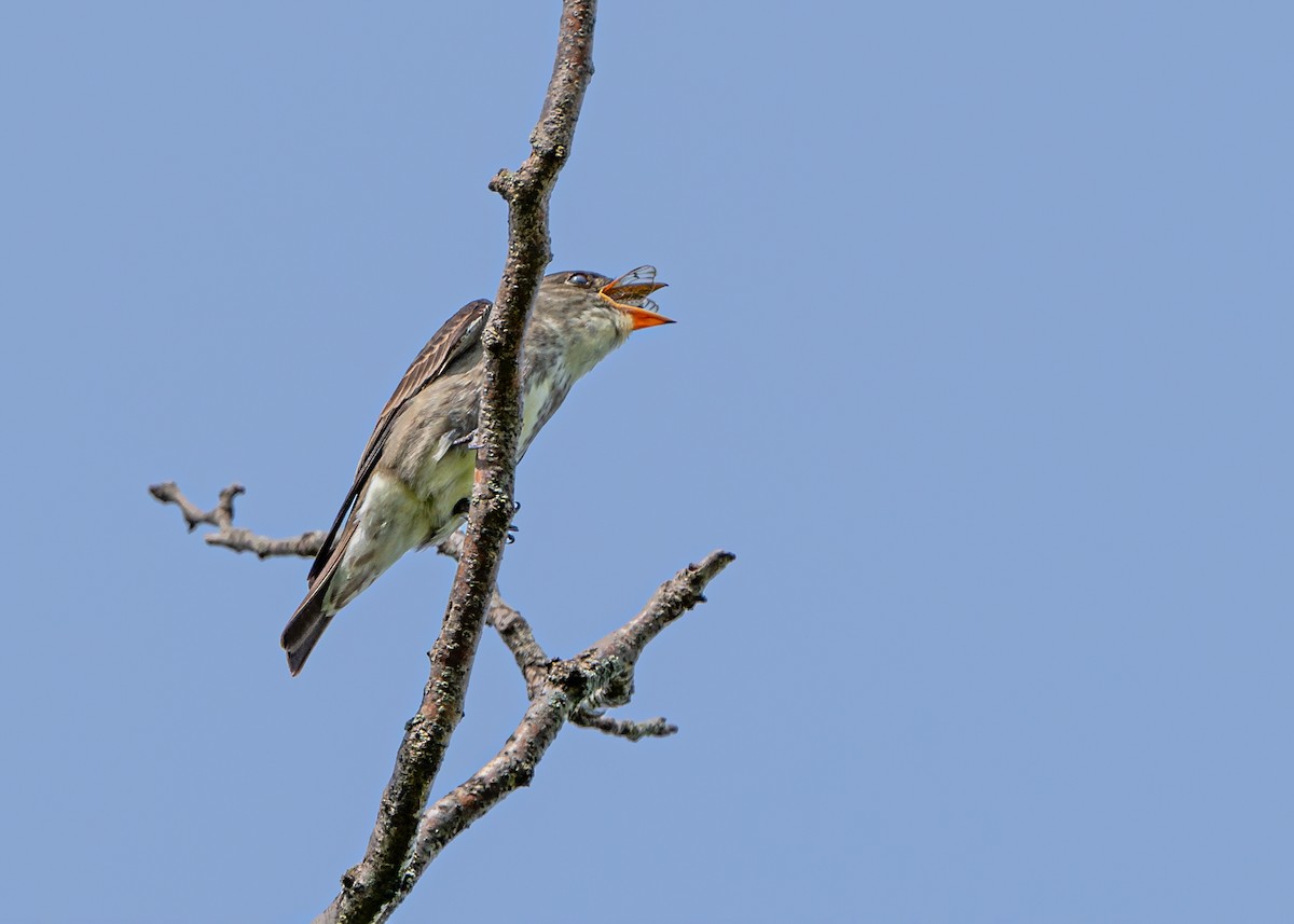 eBird Checklist - 31 May 2024 - Springbrook Prairie Forest Preserve ...