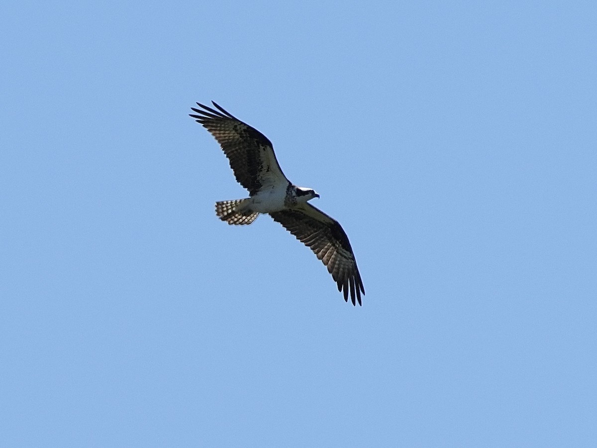 eBird Checklist - 30 May 2024 - Chesapeake Bay Environmental Center ...