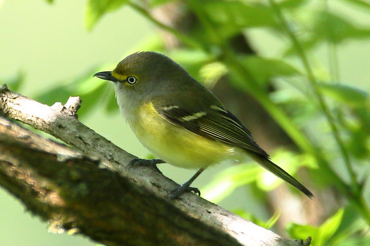 Maryland-DC Breeding Bird Atlas Checklist - 31 May 2024 - Russell Road ...