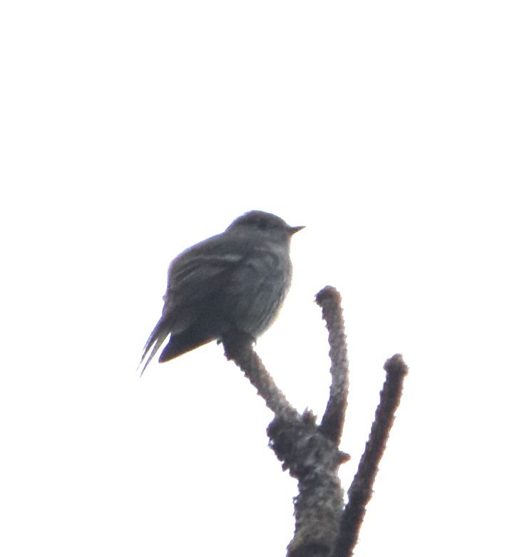 eBird Checklist - 31 May 2024 - Eldorado Mountain Open Space--Goshawk ...