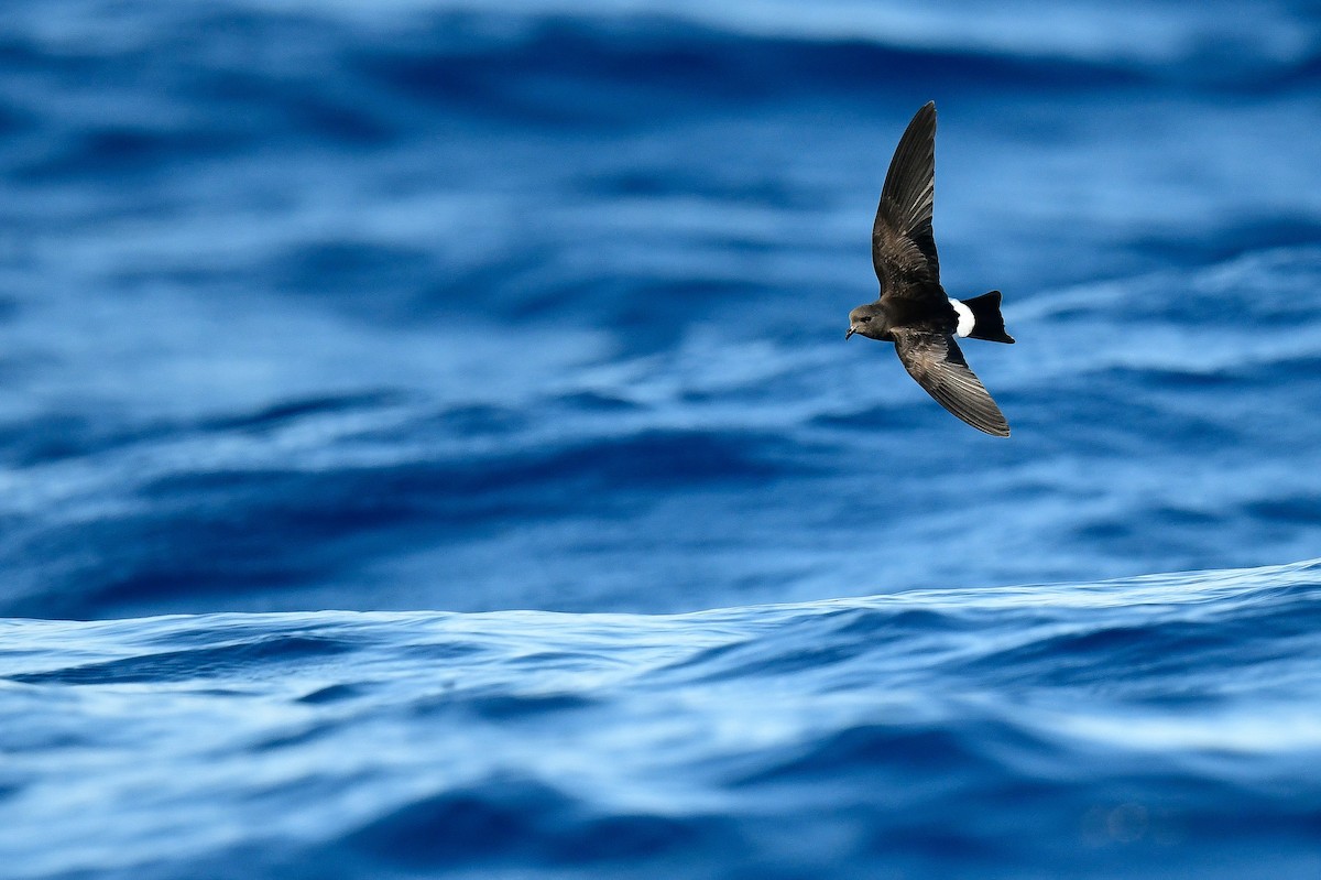 eBird Checklist - 31 May 2024 - Hatteras Pelagic--Gulf Stream - 5 ...