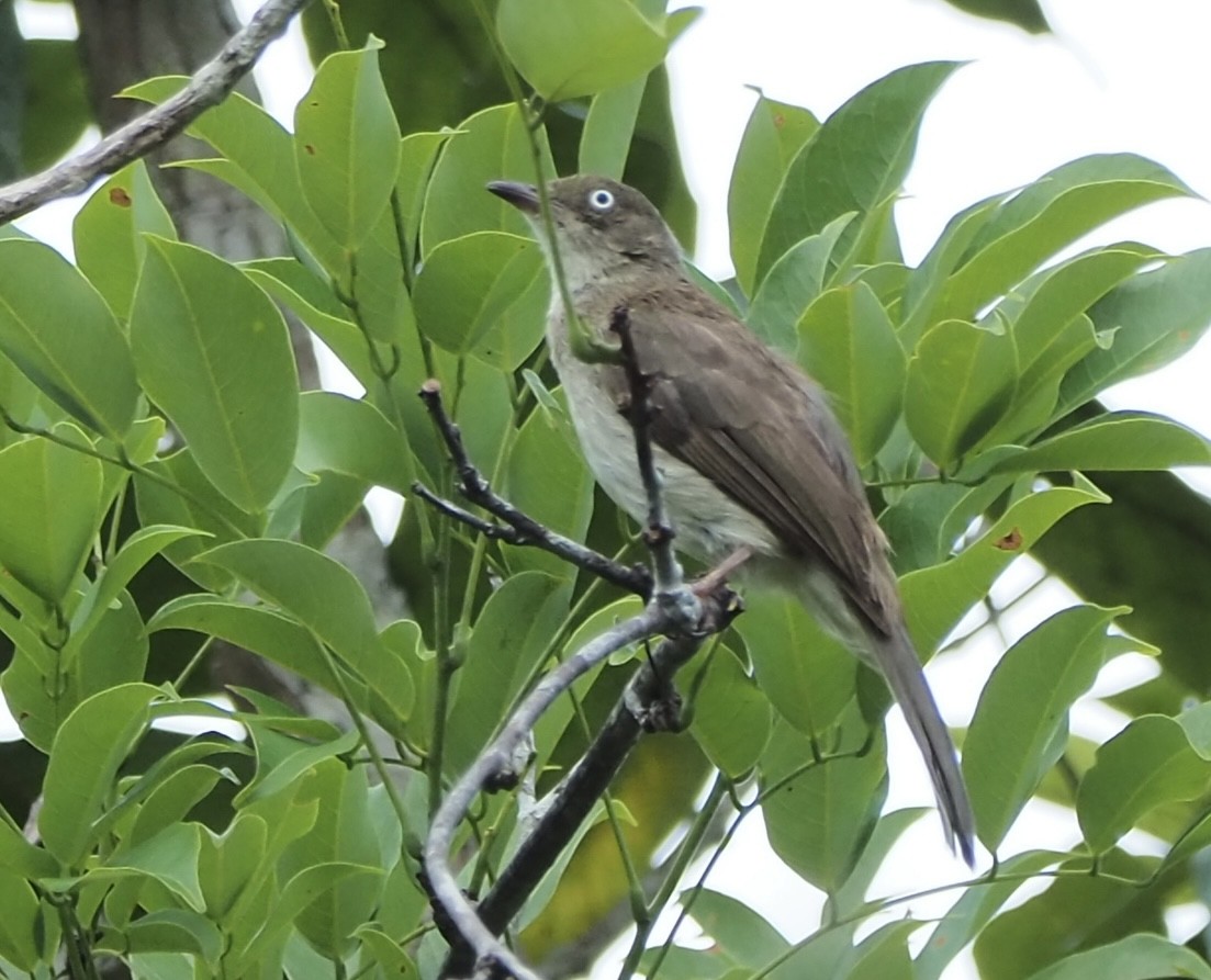 eBird Checklist - 30 May 2024 - Thale Ban NP--Thung Ya Wang Pra (Wang ...