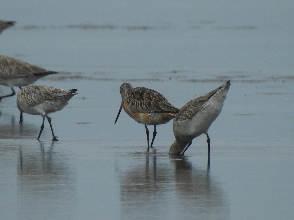 eBird Checklist 1 Jun 2024 Flinders Pde, Brighton 4 species