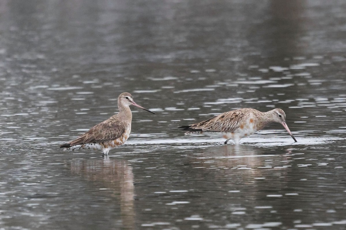 eBird Checklist 1 Jun 2024 Flinders Pde, Brighton 9 species