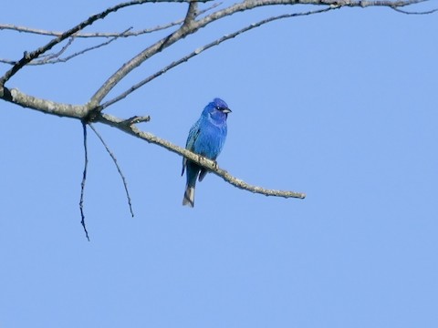 Indigo Bunting - Roger Horn