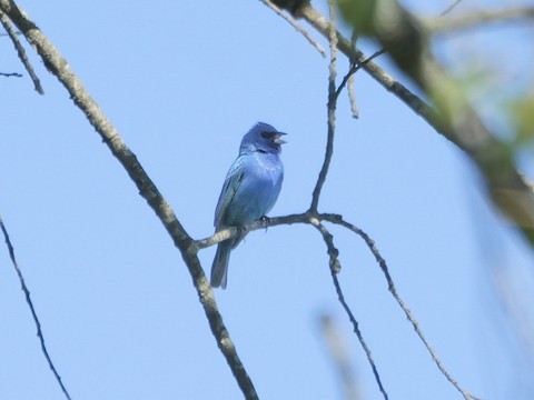 Indigo Bunting - Roger Horn