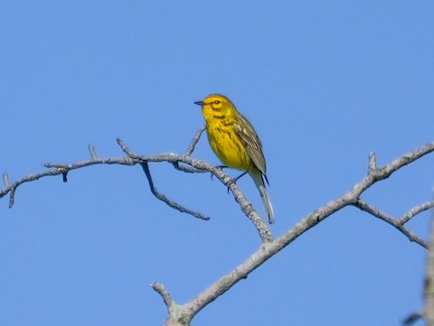 Prairie Warbler - Roger Horn