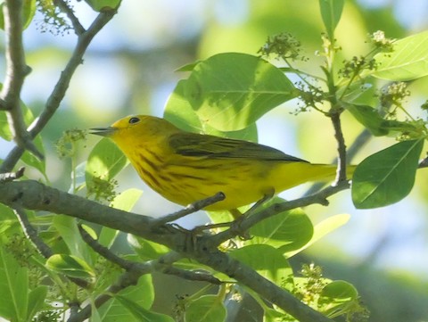 Yellow Warbler - Roger Horn