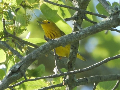 Yellow Warbler - Roger Horn