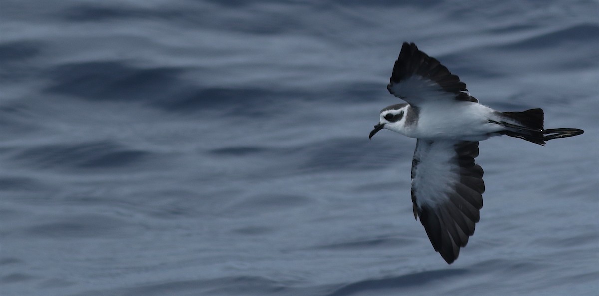 White-faced Storm-Petrel - ML61988881