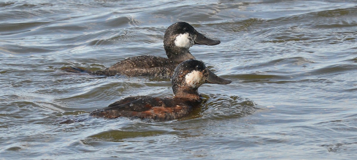 EBird Checklist - 1 Jun 2024 - Edwin B. Forsythe NWR (formerly Brig ...