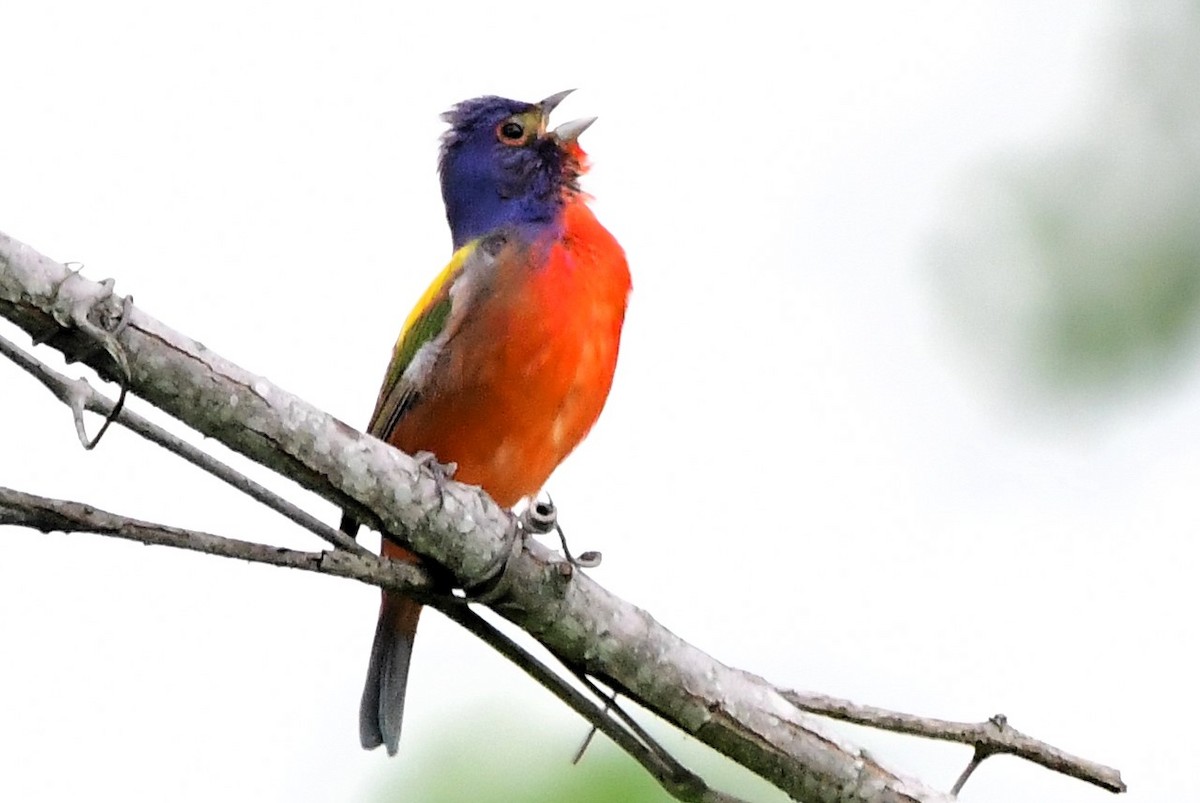 eBird Checklist - 1 Jun 2024 - Gallinule Pond area - 7 species