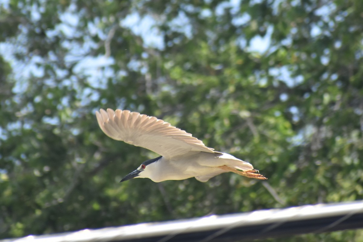 eBird Checklist 1 Jun 2024 Jordan River ParkwayFife Wetlands