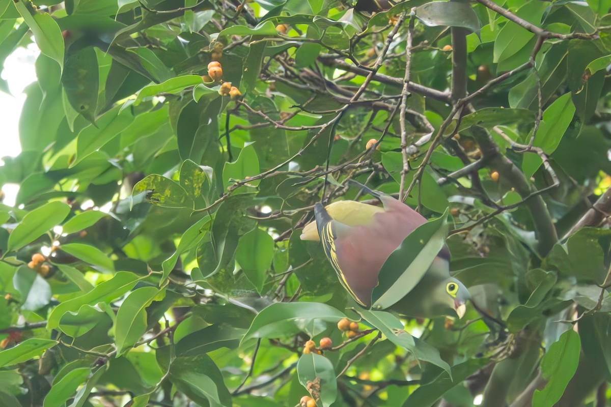 eBird Checklist - 2 Jun 2024 - Dairy Farm Nature Park - 12 species