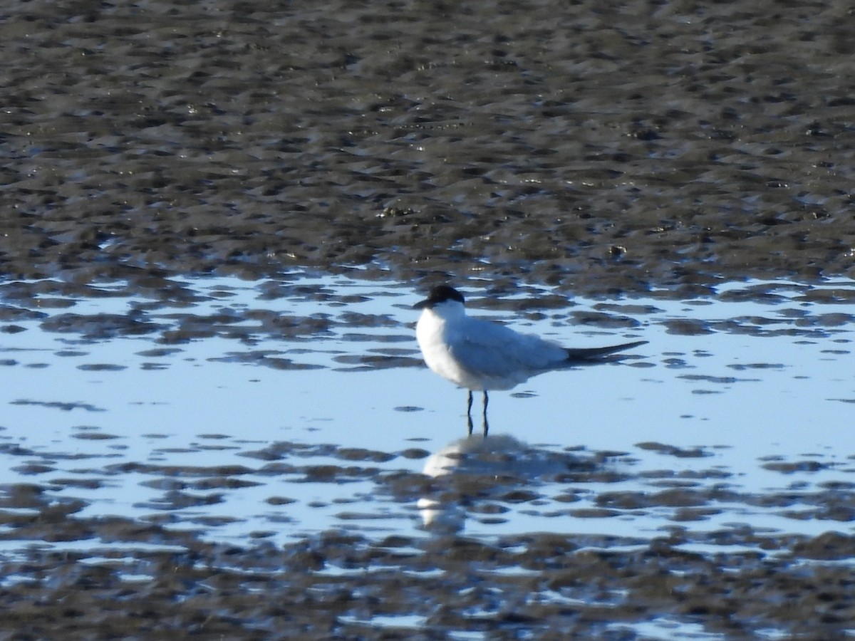 eBird Checklist 2 Jun 2024 Flinders Pde, Brighton 9 species