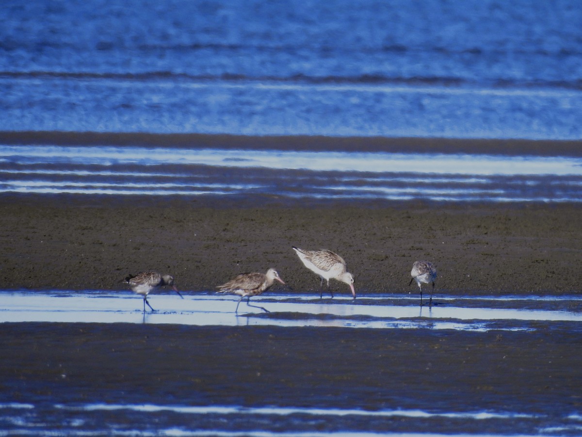 eBird Checklist 2 Jun 2024 Flinders Pde, Brighton 7 species