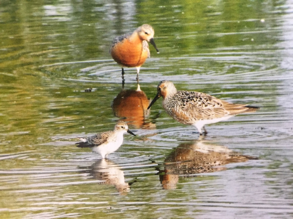 Red Knot - ML61992571