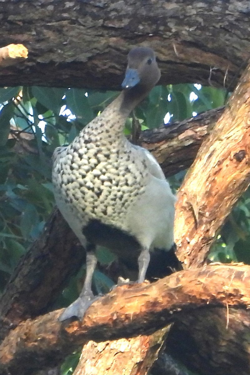 eBird Checklist - 2 Jun 2024 - Grinstead Park (&Sparkes Hill, Stafford ...