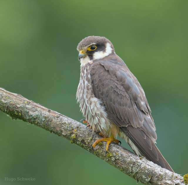 Formative Plumage (subspecies <em class="SciName notranslate">subbuteo</em>). - Eurasian Hobby - 