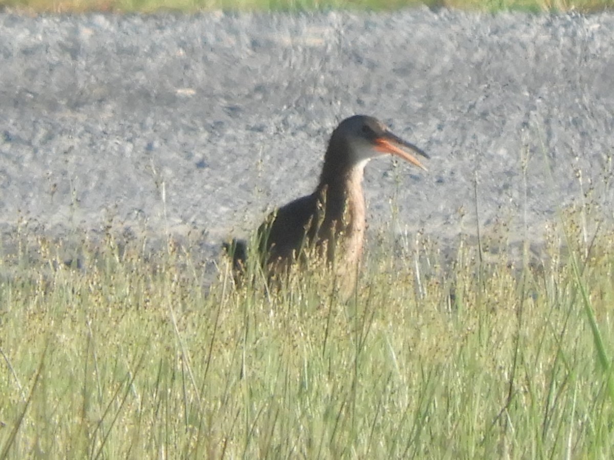MarylandDC Breeding Bird Atlas Checklist 22 May 2024 23082332