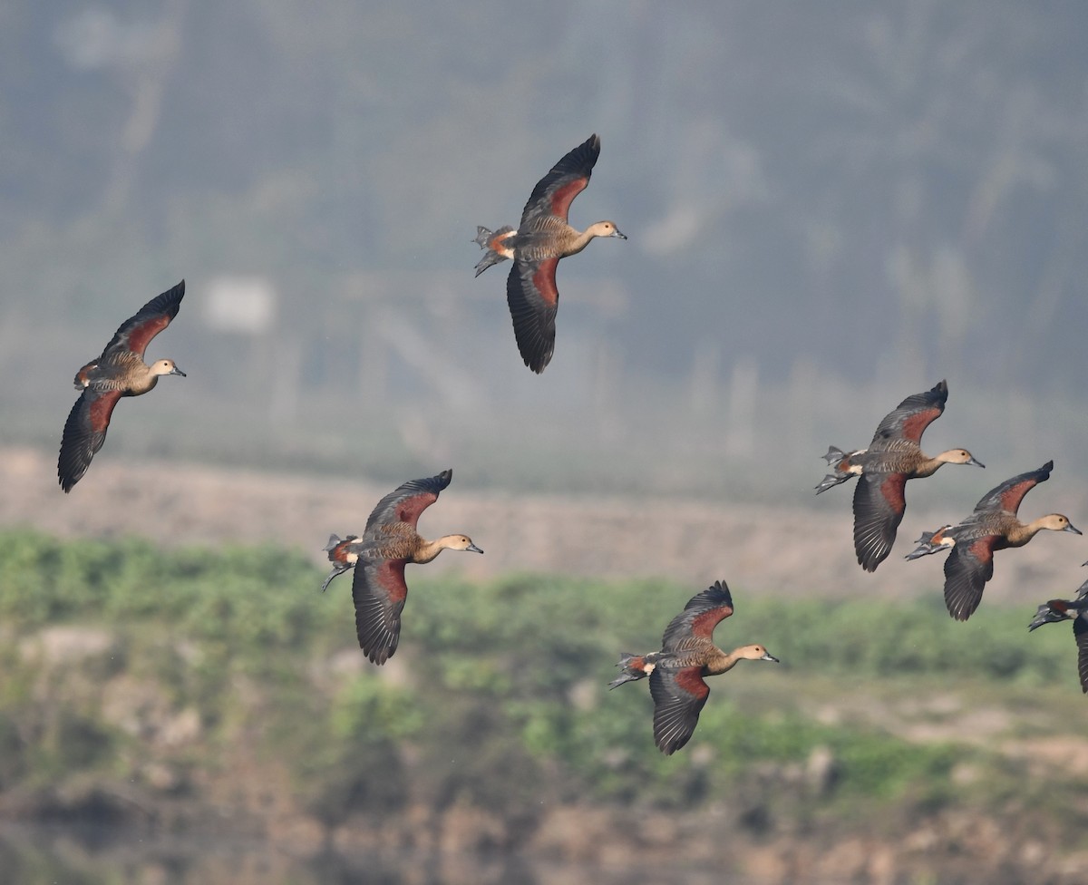 eBird Checklist - 8 Jan 2023 - Deeporbeel--AEC Road - 23 species
