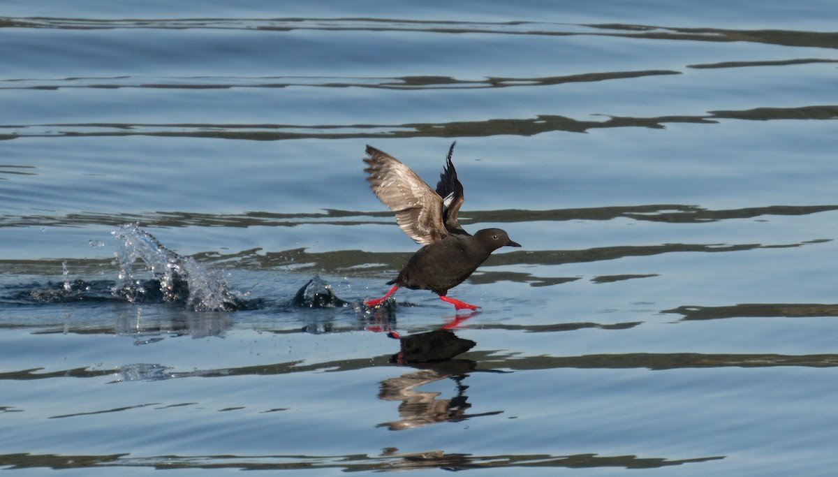 ebird-checklist-31-may-2024-shaw-island-ferry-terminal-1-species