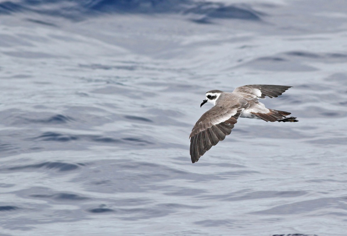 White-faced Storm-Petrel - ML61994431