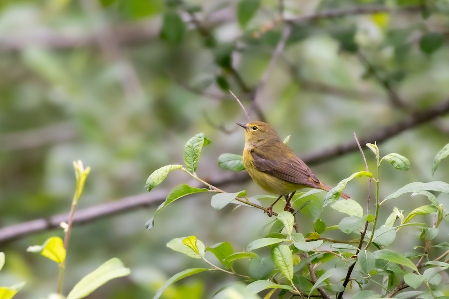 Orange-crowned Warbler at Abbotsford - Downes Road Home/Property by Randy Walker