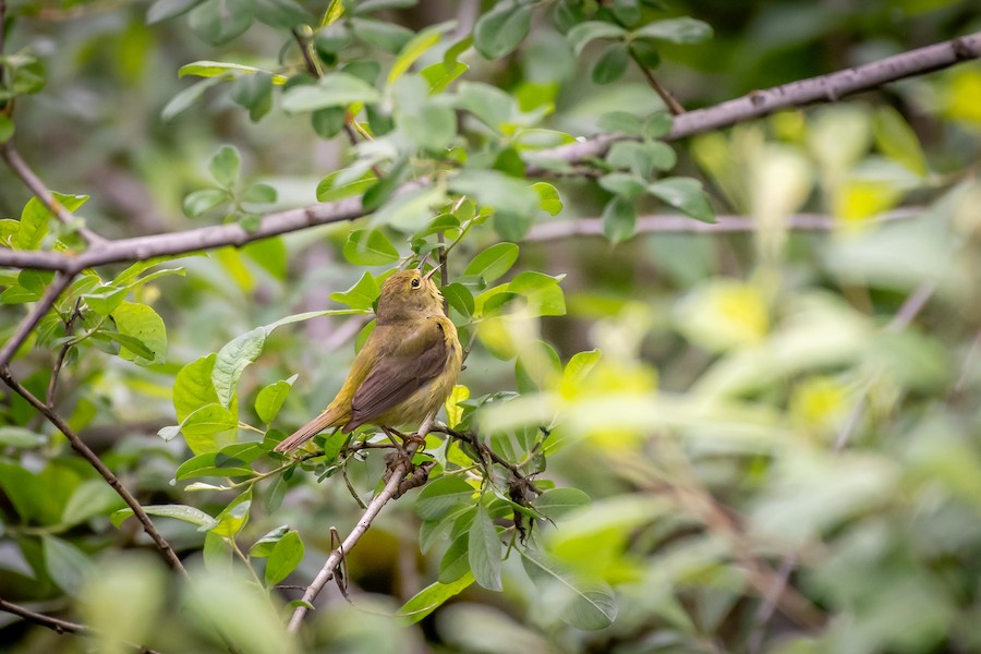 Orange-crowned Warbler at Abbotsford - Downes Road Home/Property by Randy Walker