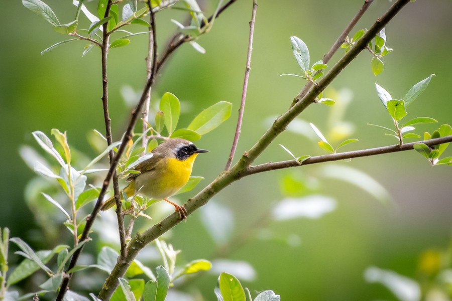 Common Yellowthroat at Abbotsford - Downes Road Home/Property by Randy Walker