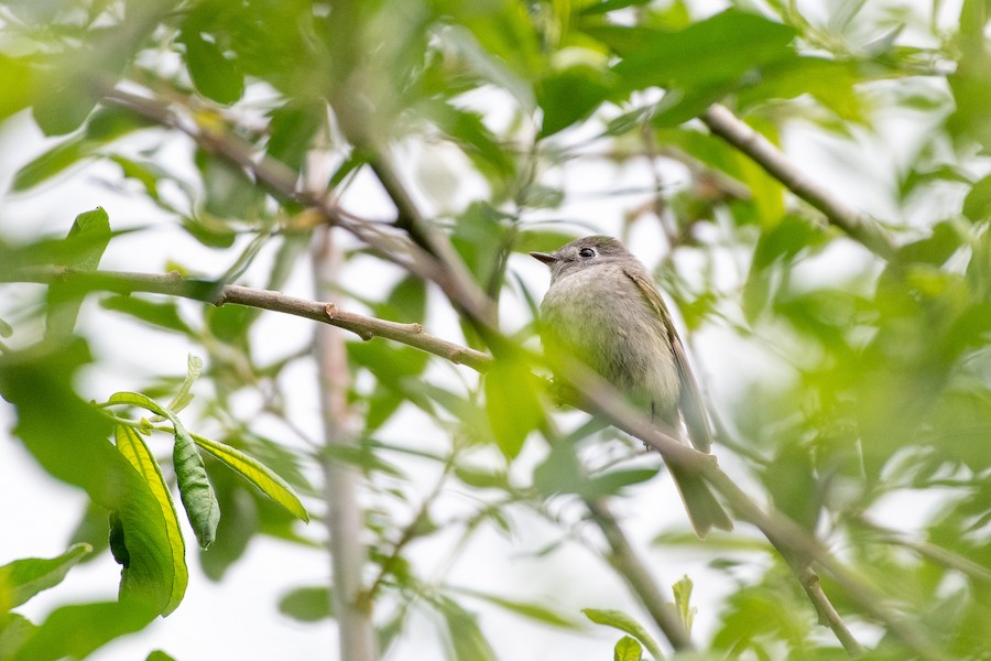 Hammond's Flycatcher at Abbotsford - Downes Road Home/Property by Randy Walker