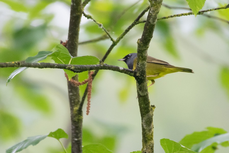 MacGillivray's Warbler at Abbotsford - Downes Road Home/Property by Randy Walker