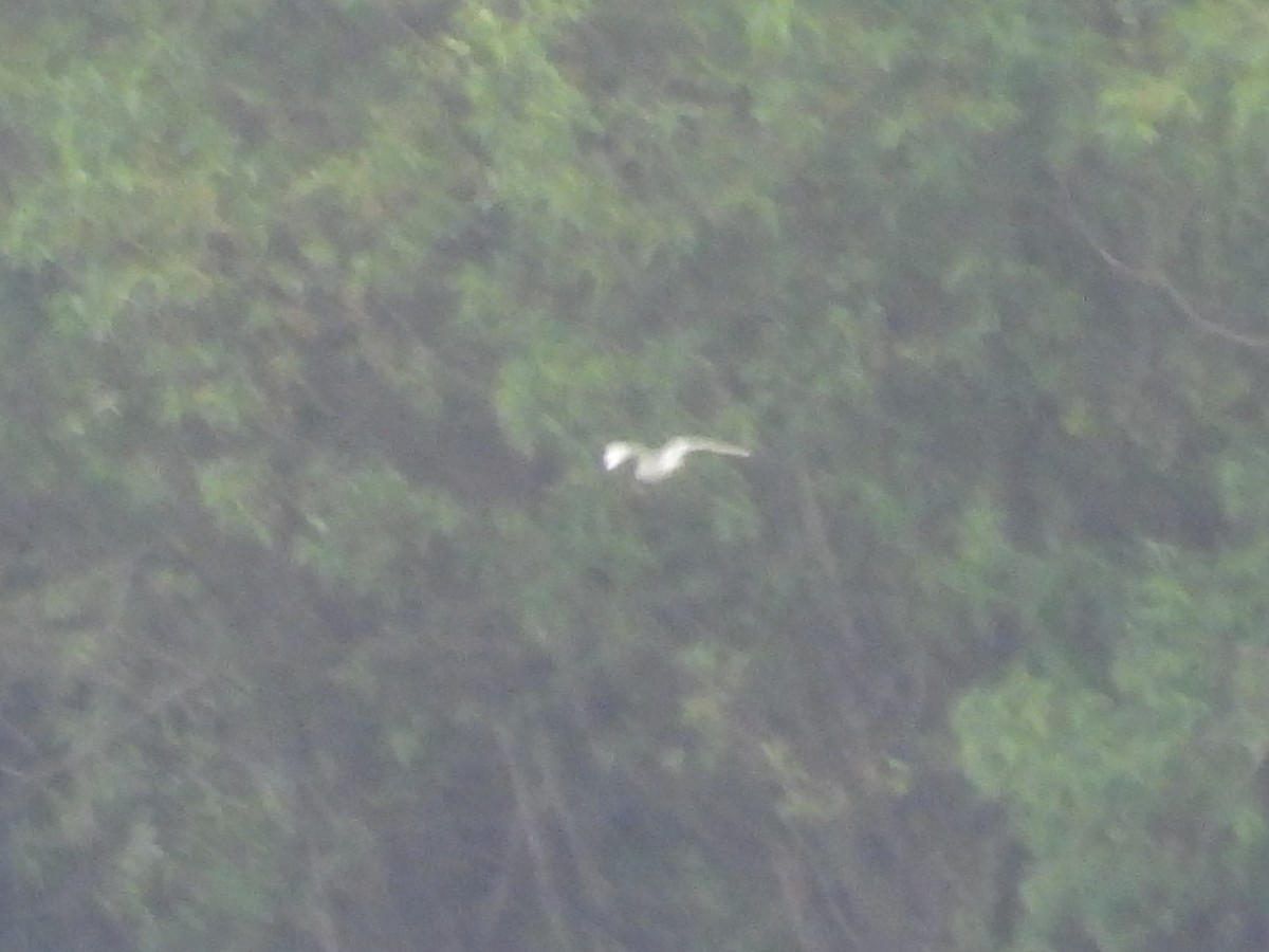 eBird Checklist - 2 Jun 2024 - Smith and Bybee Lakes Wetlands Natural ...