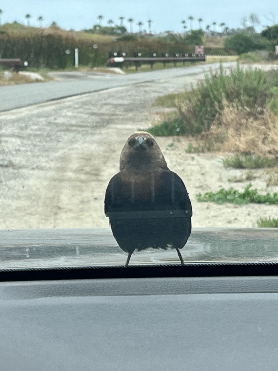 eBird Checklist - 2 Jun 2024 - Bolsa Chica Ecological Reserve-Backside ...