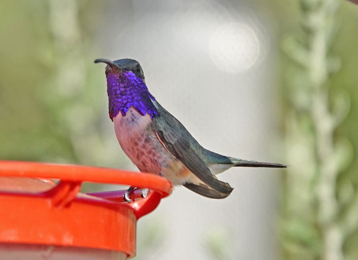 EBird Checklist - 2 Jun 2024 - Ash Canyon Bird Sanctuary (closed ...