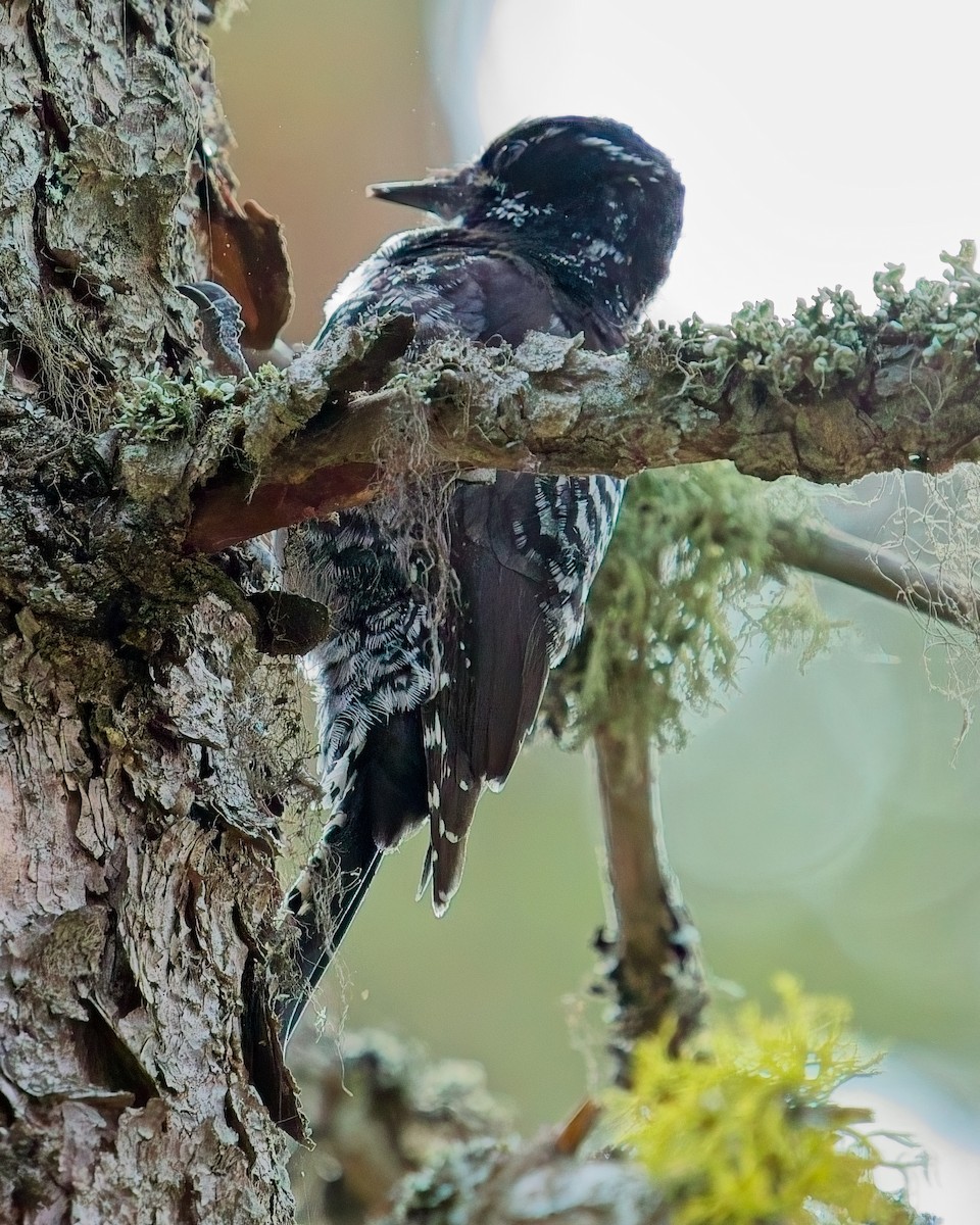 eBird Checklist - 2 Jun 2024 - Brown-Lowery Provincial Park - 14 species