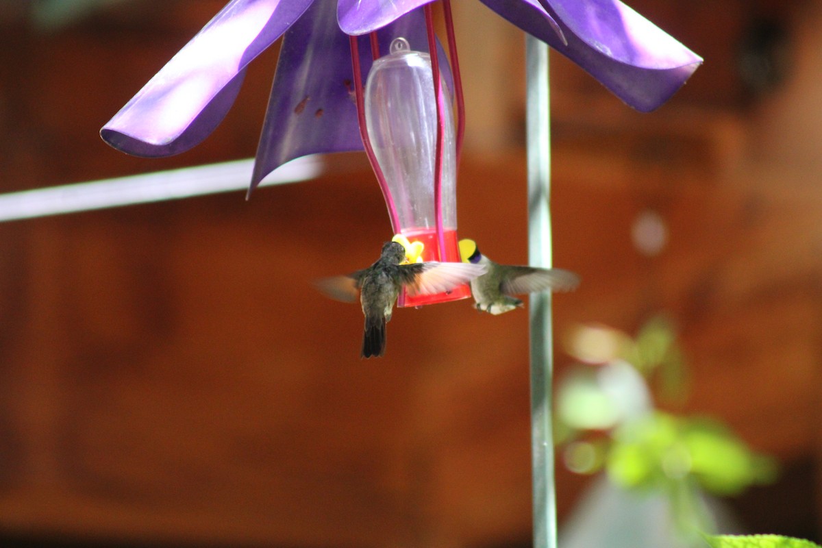 EBird Checklist - 2 Jun 2024 - Madera Canyon--Madera Kubo B&B - 19 Species