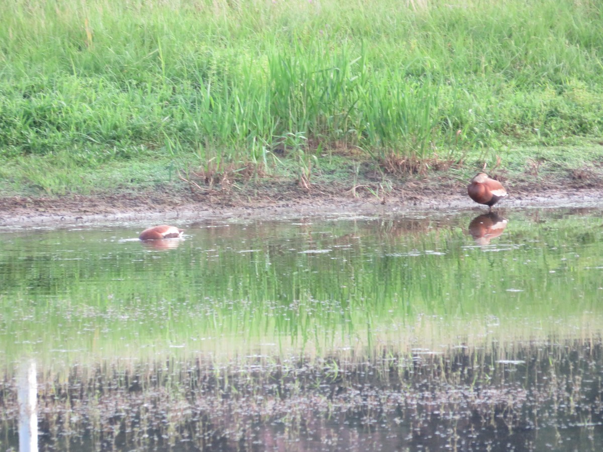 EBird Checklist 3 Jun 2024 Flat Creek PFA 30 Species