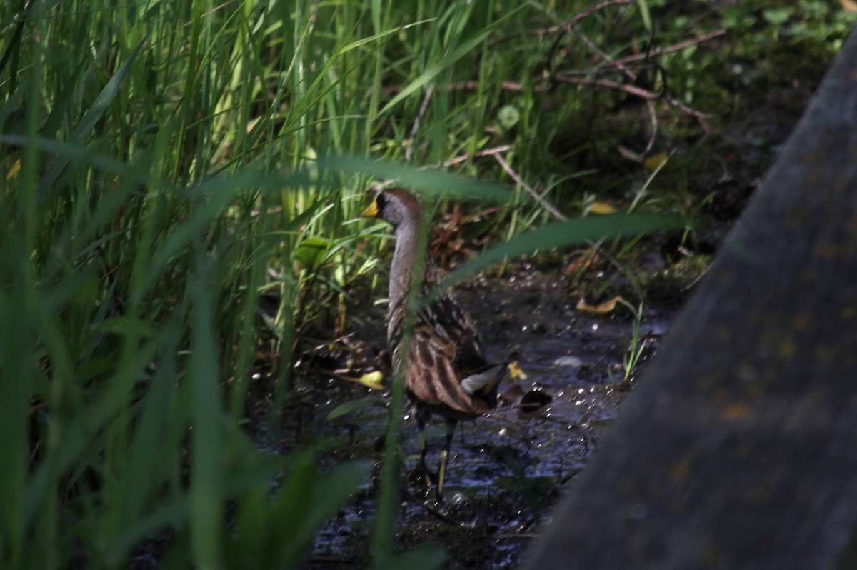 eBird Checklist - 3 Jun 2024 - Rollins Savanna Forest Preserve - 27 species