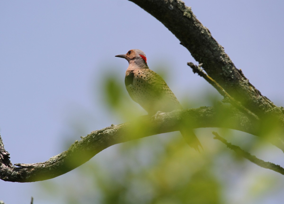 eBird Checklist - 3 Jun 2024 - Volo Bog State Natural Area - 9 species