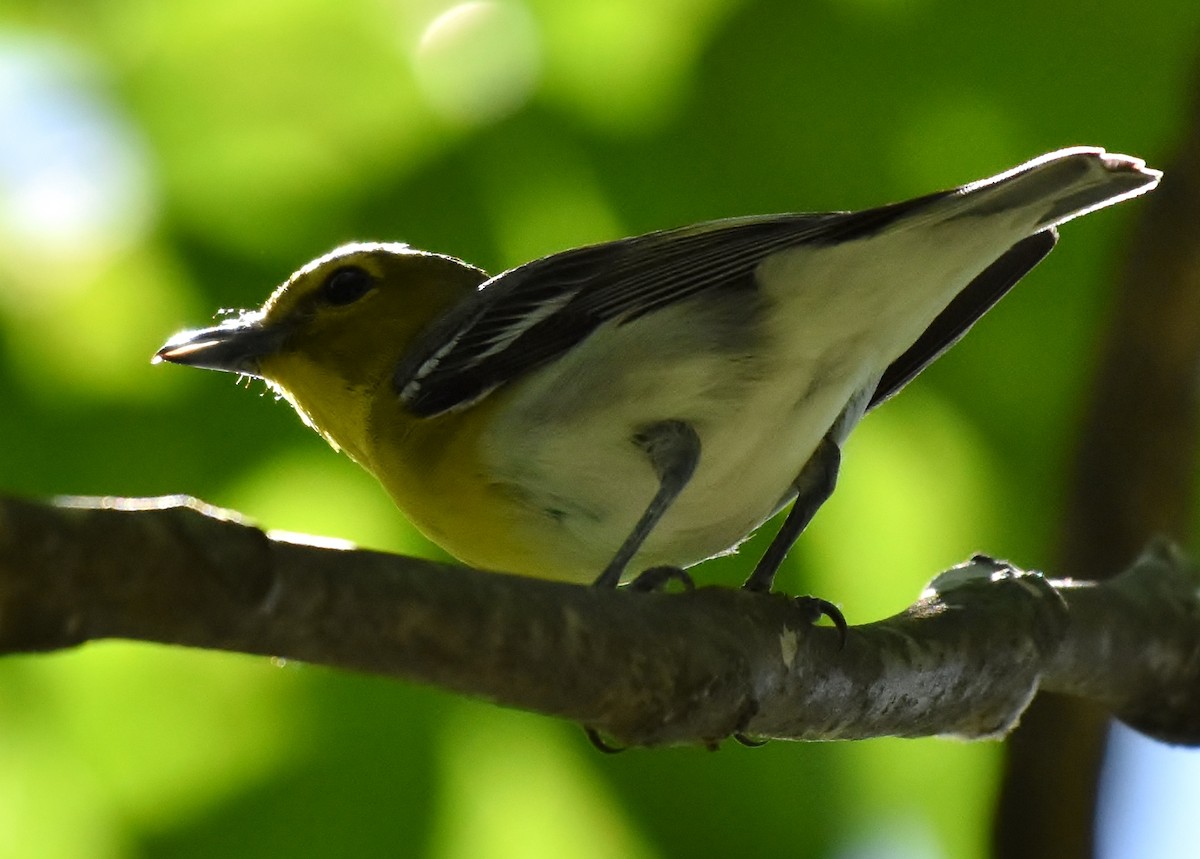 Yellow-throated Vireo - Don Carbaugh