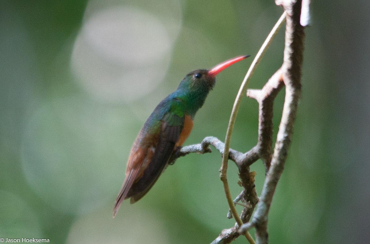 Buff-bellied Hummingbird (Yucatan) - Jason Hoeksema