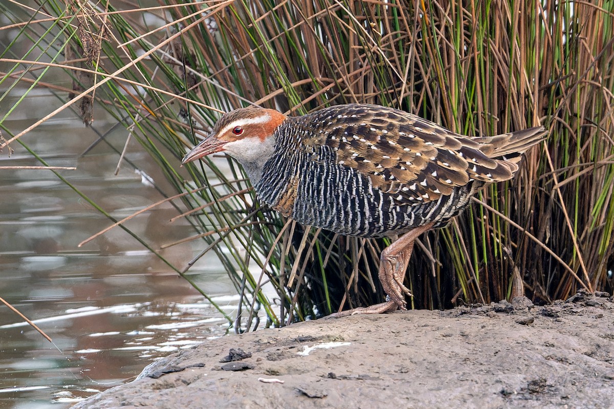 eBird Checklist - 2 Jun 2024 - Stamford Park Wetlands - 29 species