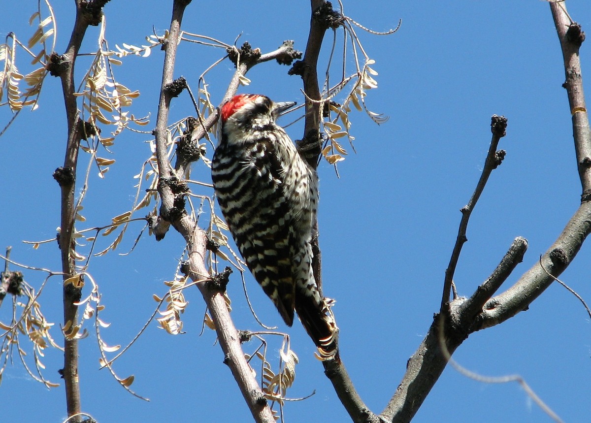 Ladder-backed Woodpecker - Steve Hosmer