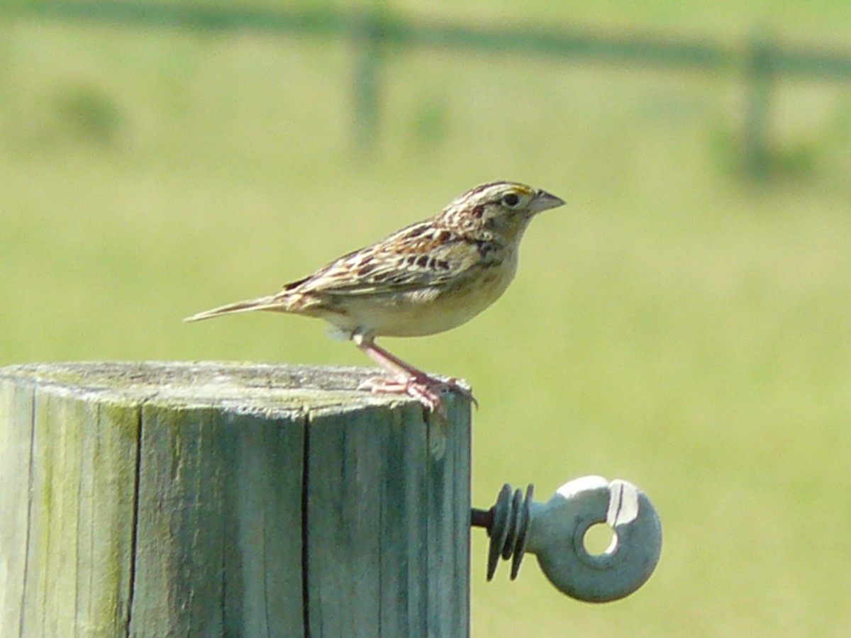 Maryland-DC Breeding Bird Atlas Checklist - 4 Jun 2024 - Center for ...